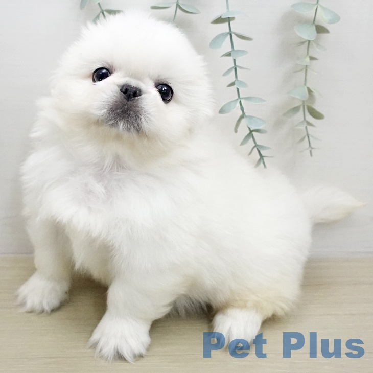 ペキニーズの写真2