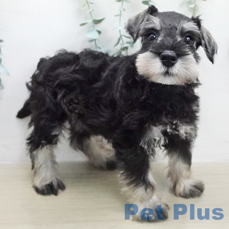 ミニチュア・シュナウザーの写真2