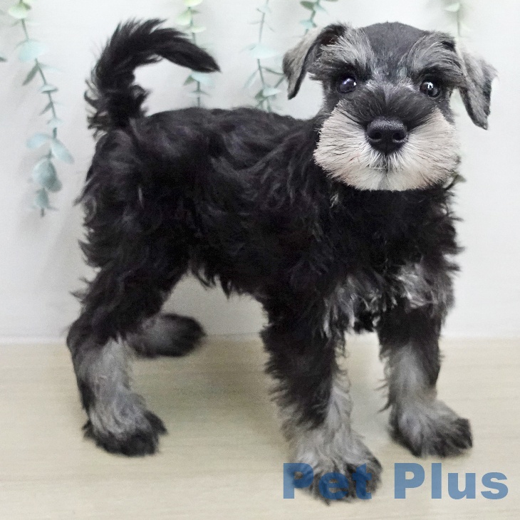 ミニチュア・シュナウザー