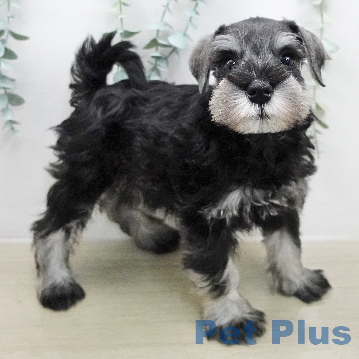 ミニチュア・シュナウザー