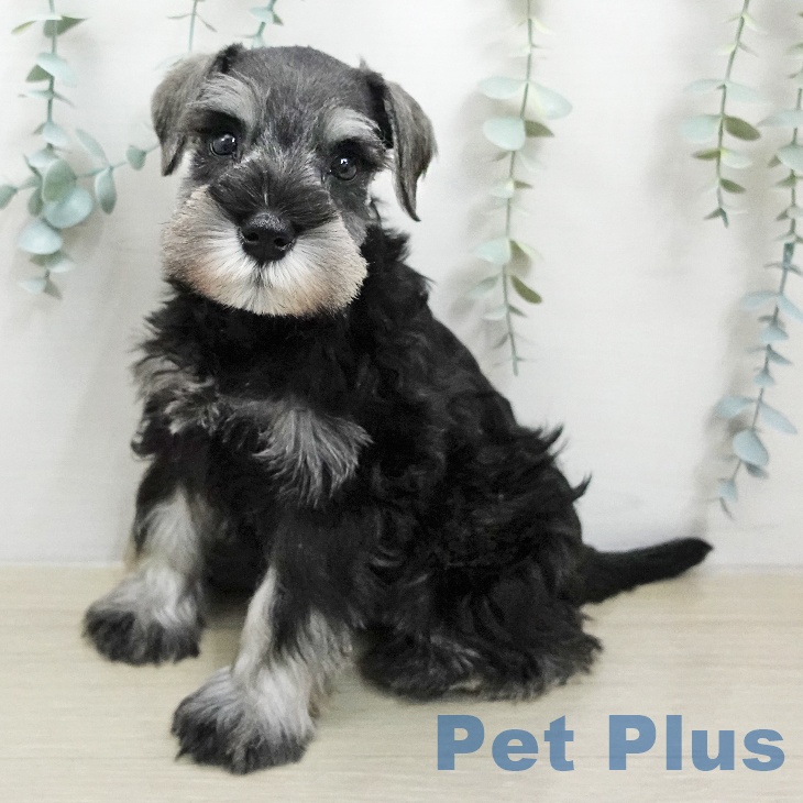 ミニチュア・シュナウザー