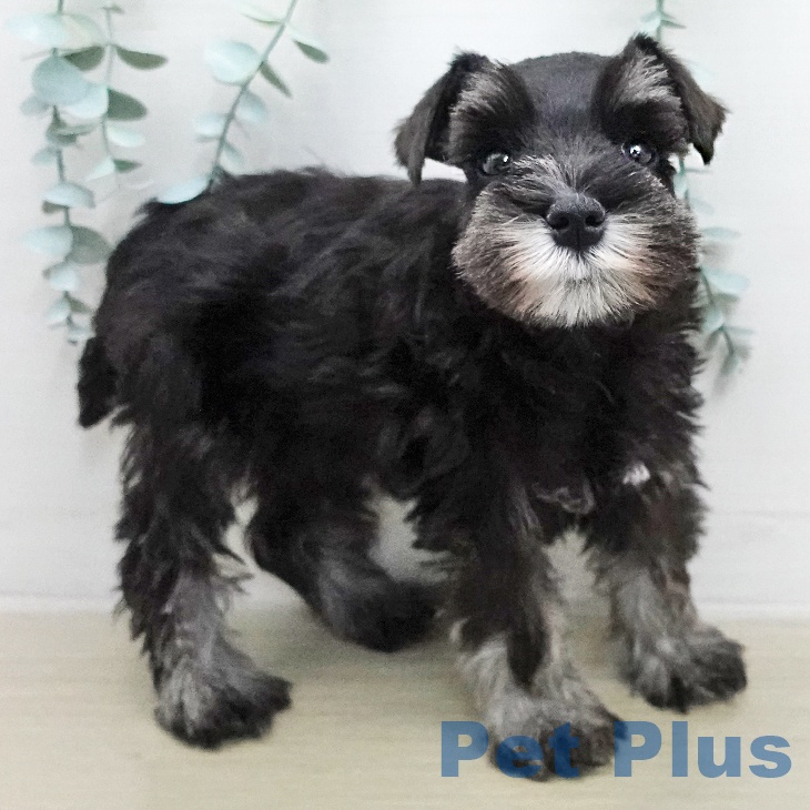 ミニチュア・シュナウザーの写真2