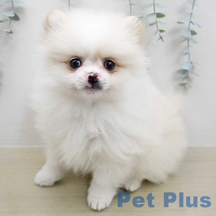 ポメラニアンの写真2