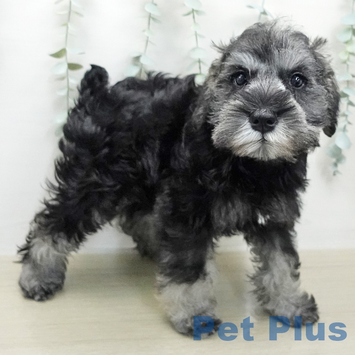 ミニチュア・シュナウザーの写真2