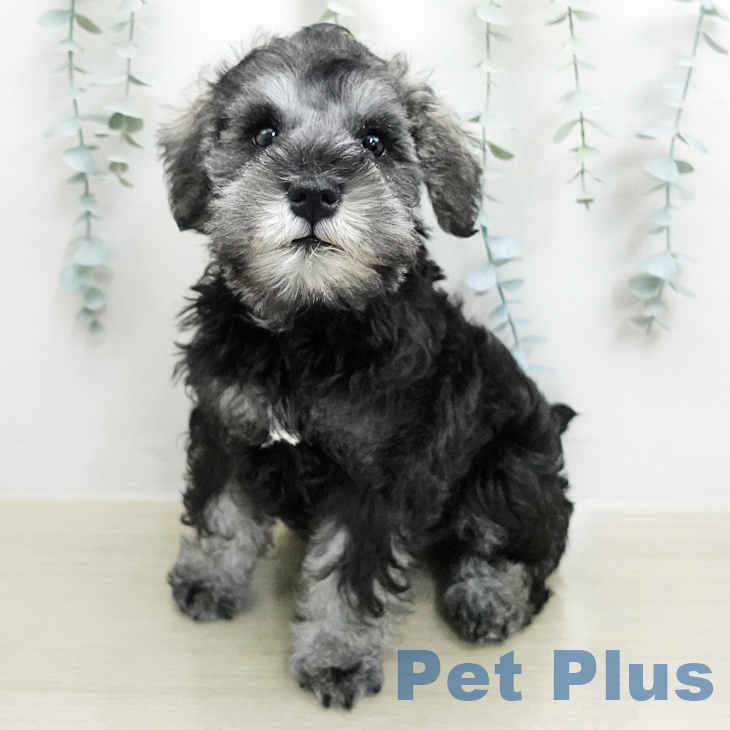 ミニチュア・シュナウザー