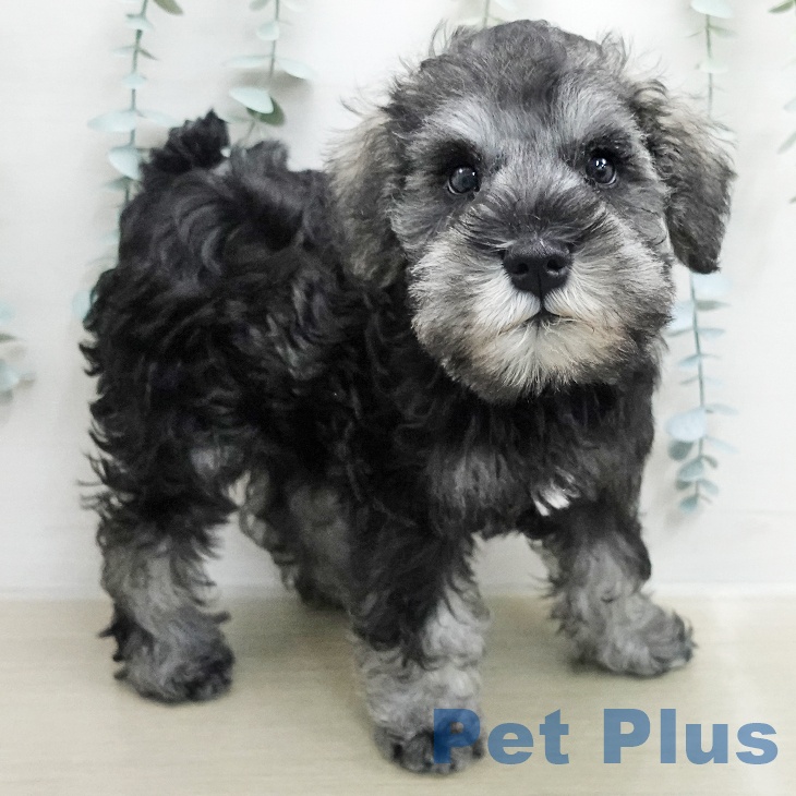 ミニチュア・シュナウザー