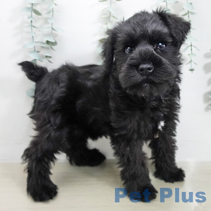 ミニチュア・シュナウザー