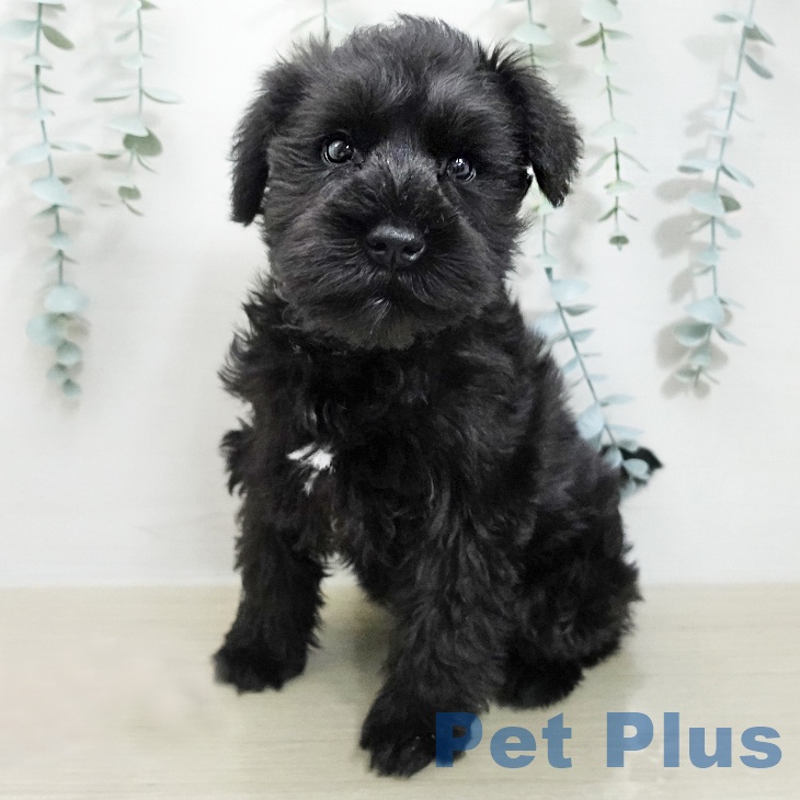 ミニチュア・シュナウザー