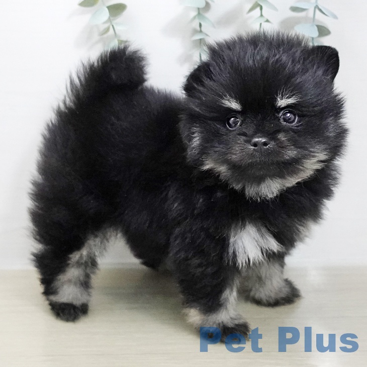 ポメラニアンの写真2