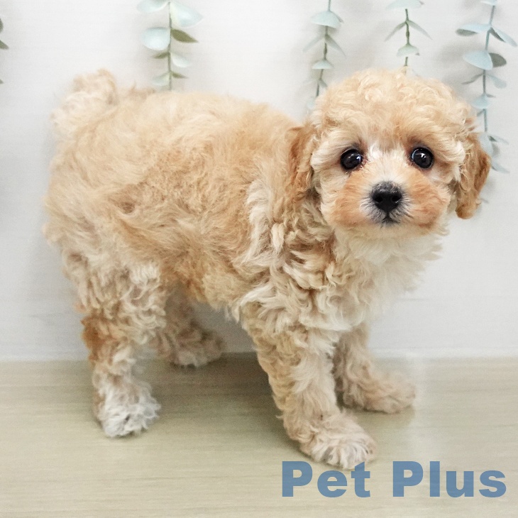 トイ・プードル