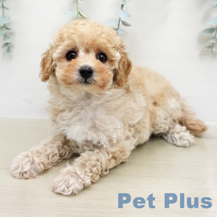 トイ・プードルの写真2