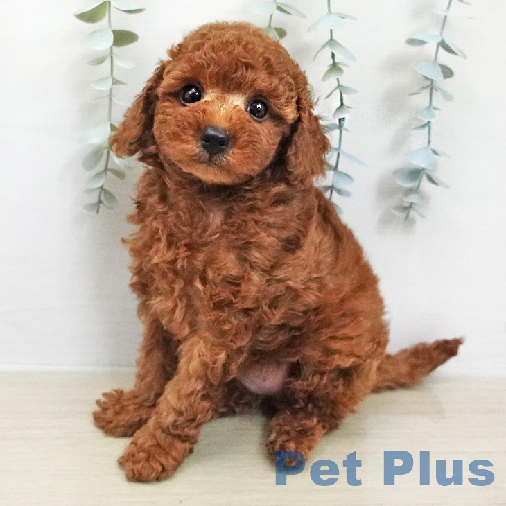 トイ・プードル