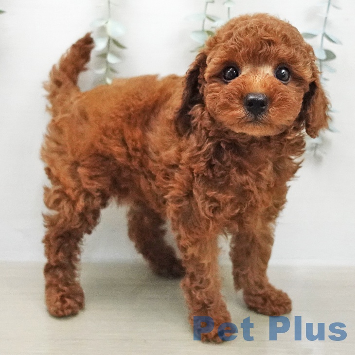 トイ・プードルの写真2