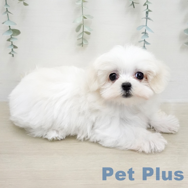 マルチーズの写真2