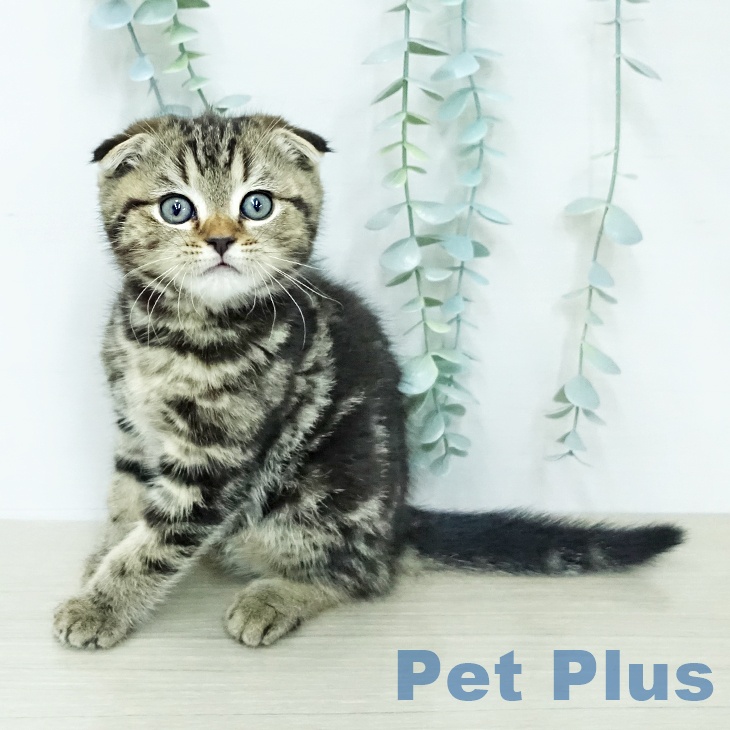 スコティッシュフォールド