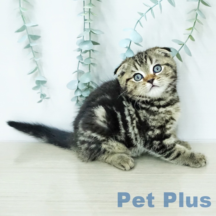 スコティッシュフォールドの写真2