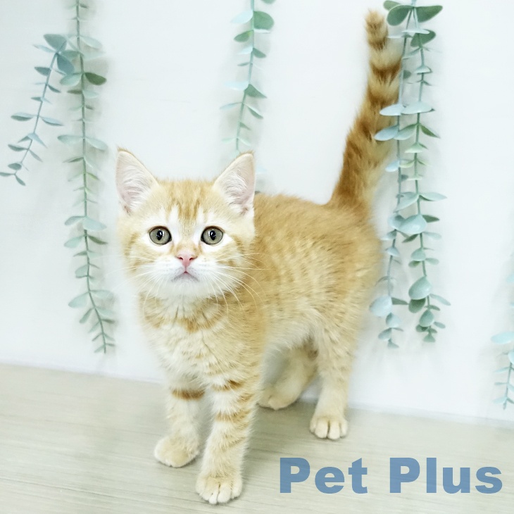 スコティッシュフォールド