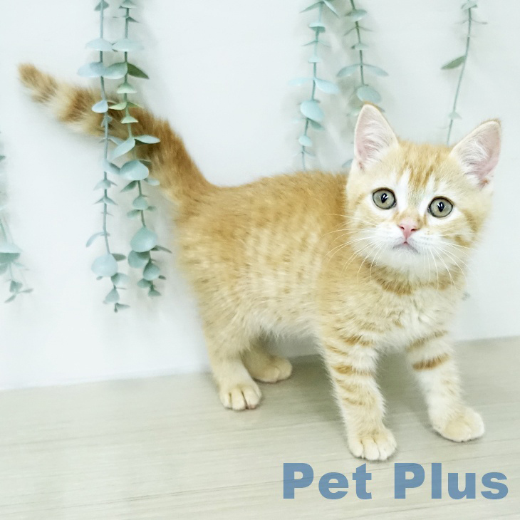 スコティッシュフォールドの写真2