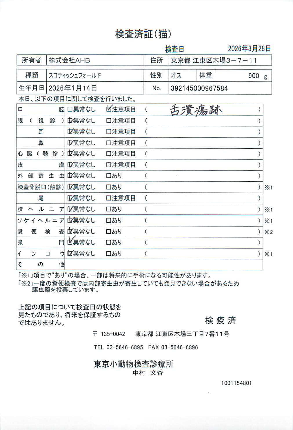 スコティッシュフォールド