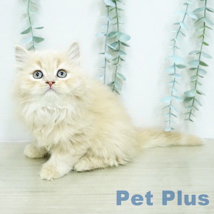 スコティッシュフォールド