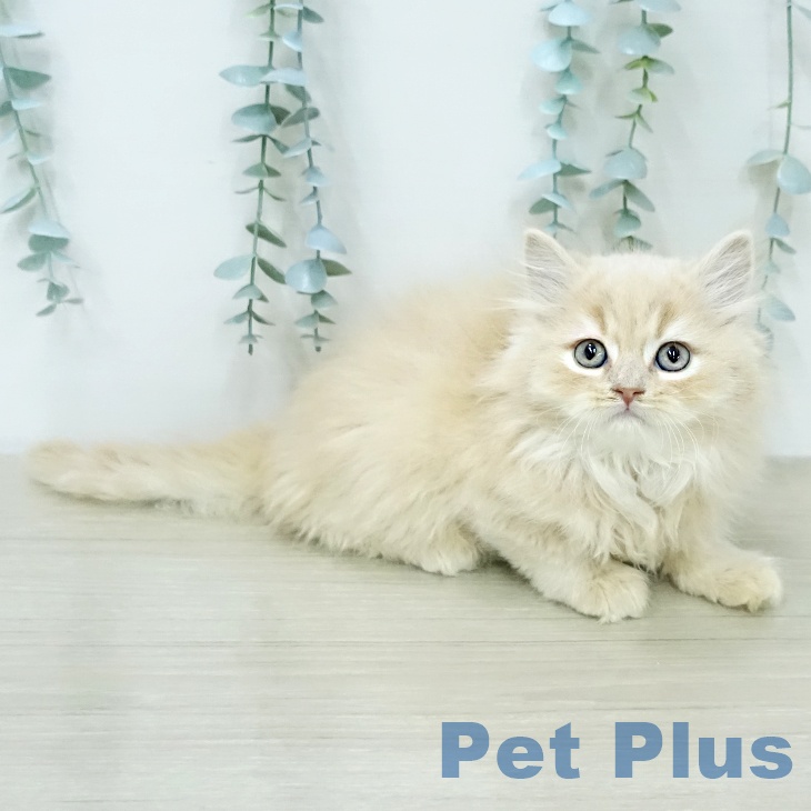 スコティッシュフォールドの写真2