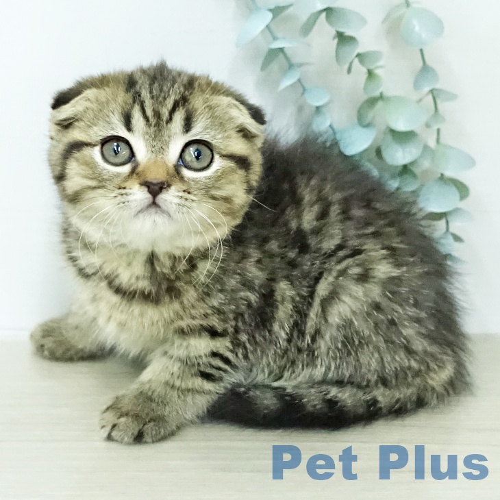 スコティッシュフォールド