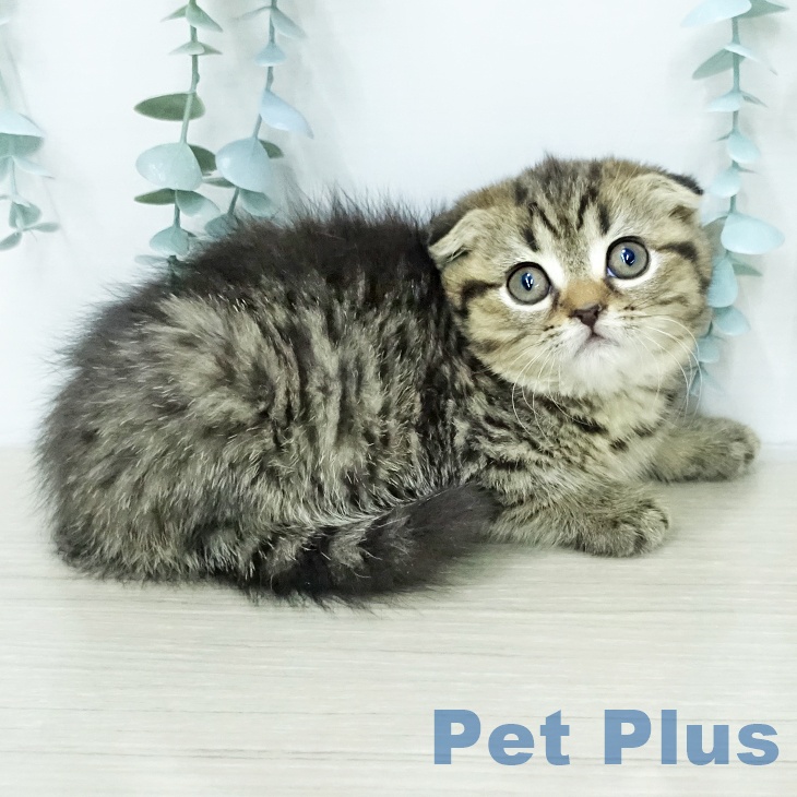 スコティッシュフォールドの写真2