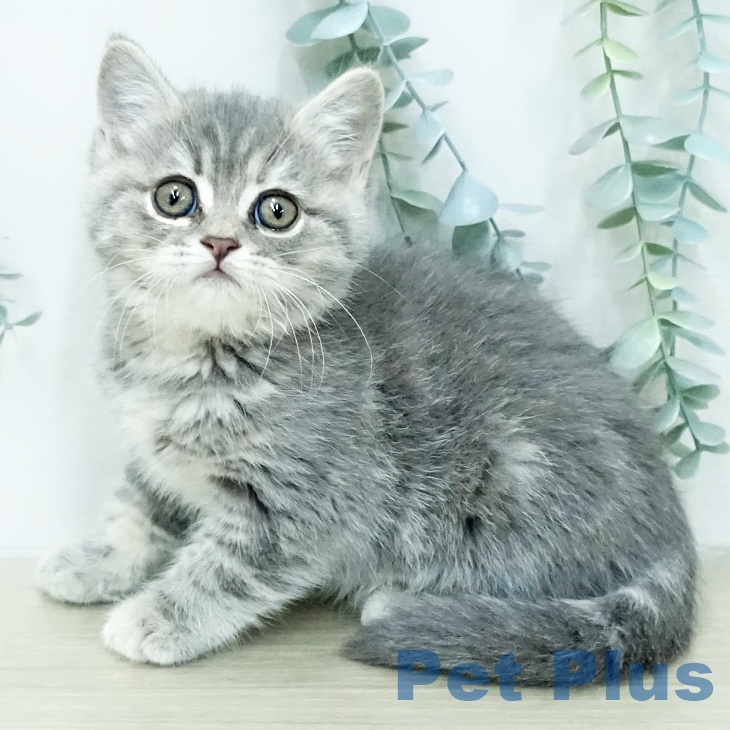 スコティッシュフォールド