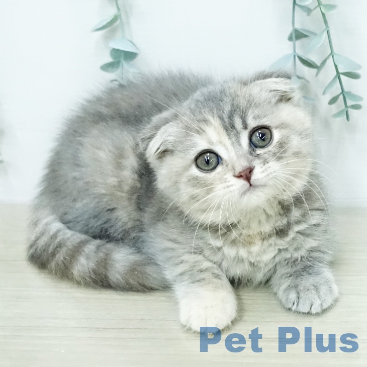 スコティッシュフォールド