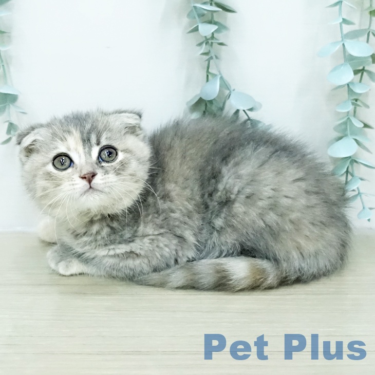 スコティッシュフォールドの写真2