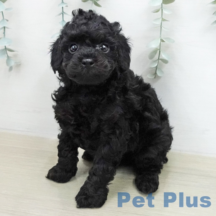 トイ・プードル