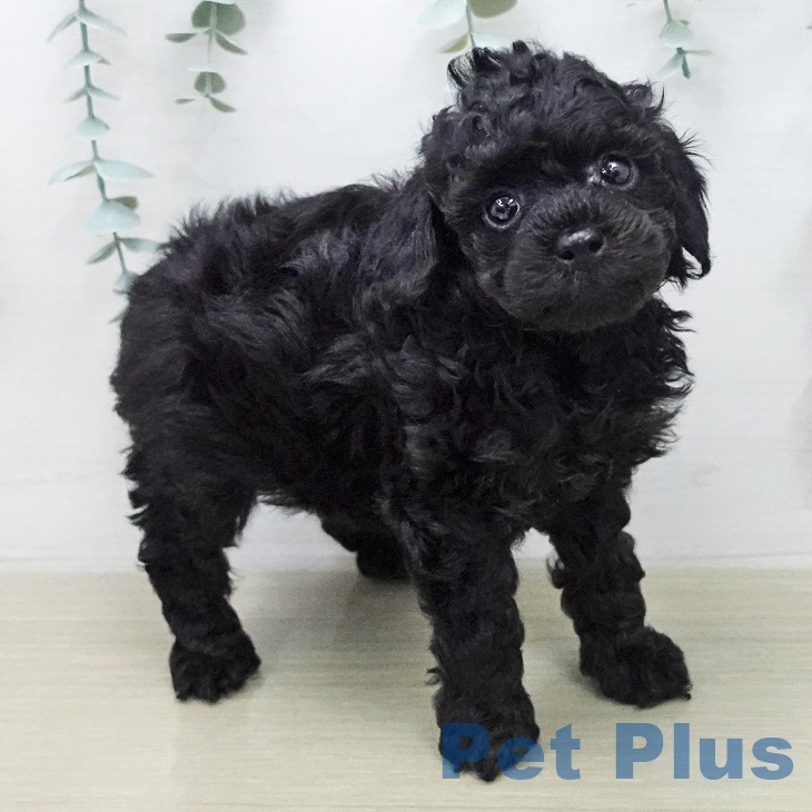 トイ・プードル