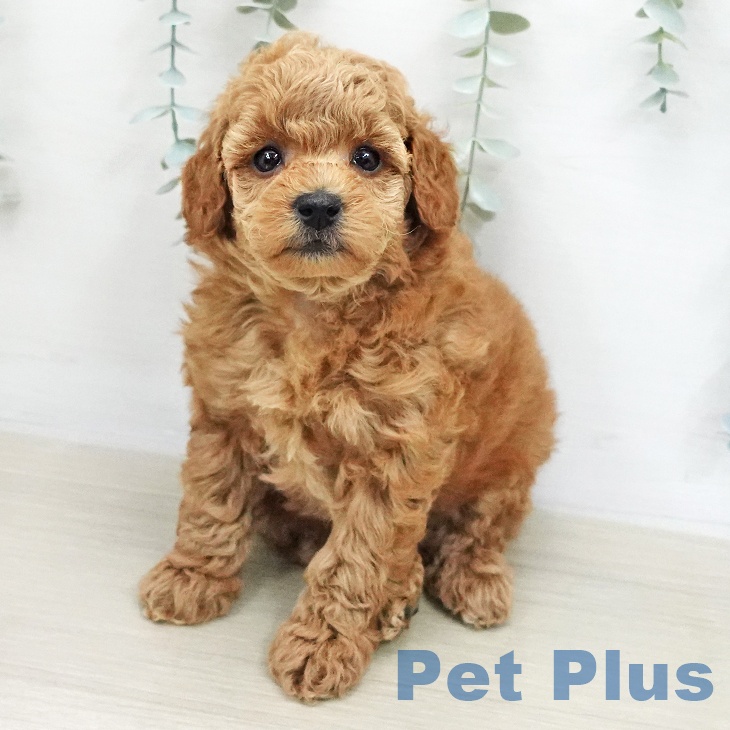 トイ・プードル