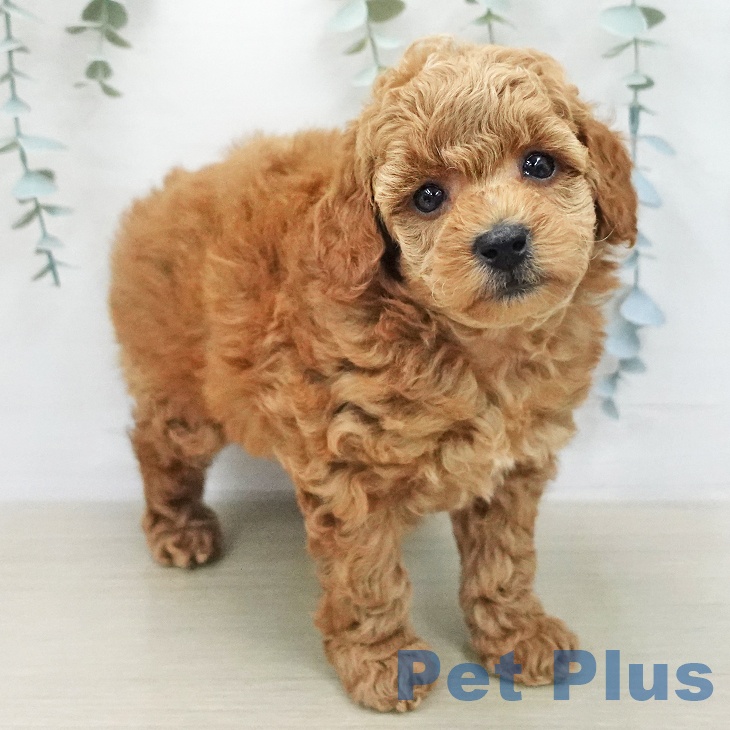 トイ・プードルの写真2