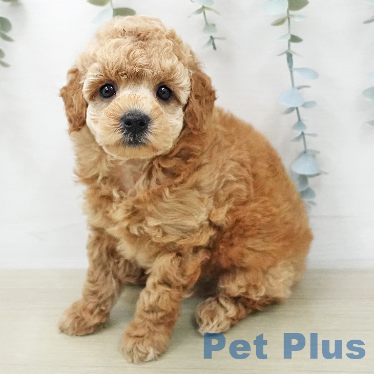 トイ・プードル