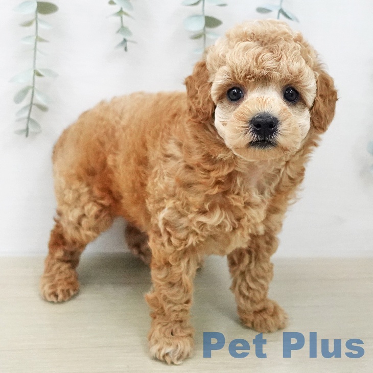 トイ・プードルの写真2