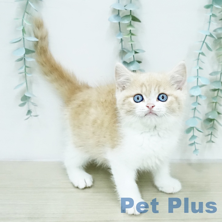 スコティッシュフォールド