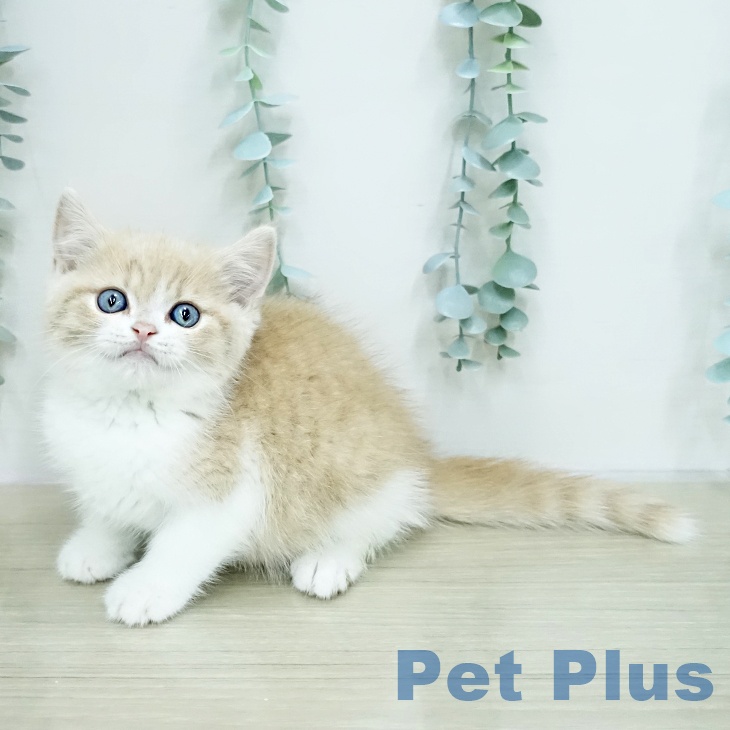 スコティッシュフォールド