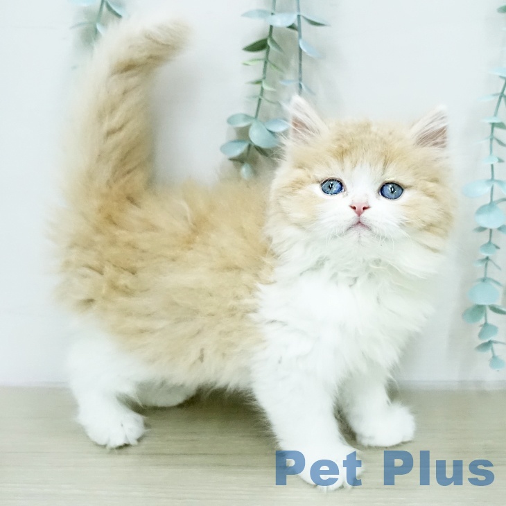 スコティッシュフォールド