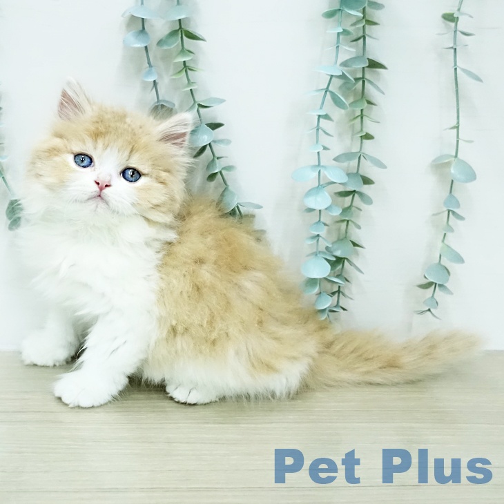 スコティッシュフォールドの写真2