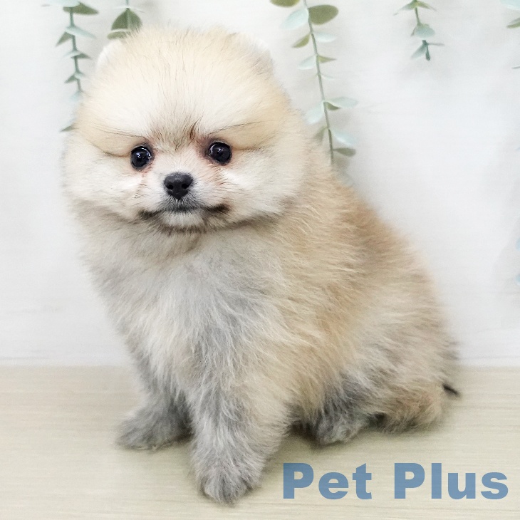 ポメラニアンの写真2
