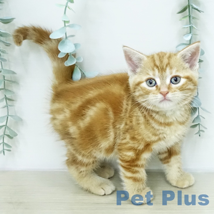 アメリカンショートヘア