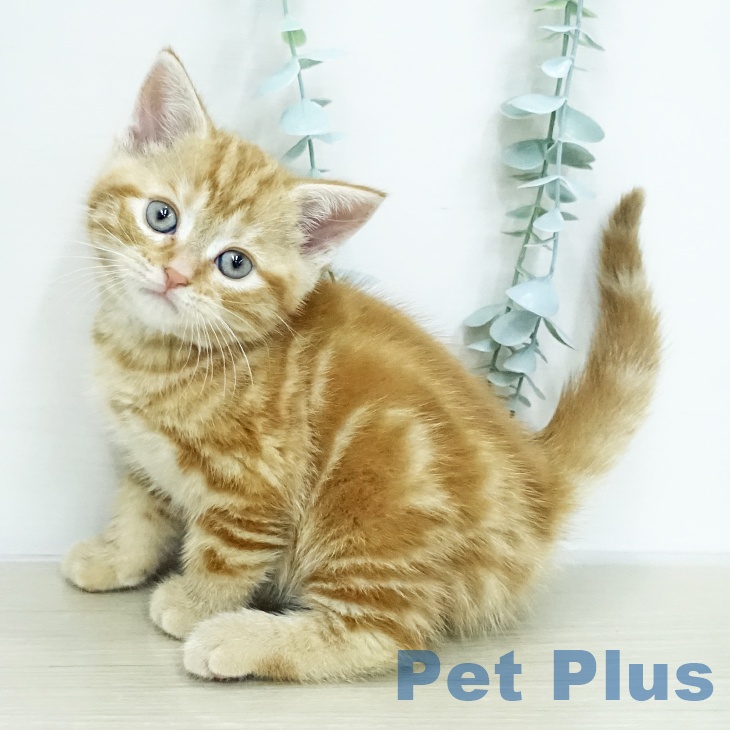 アメリカンショートヘアの写真2