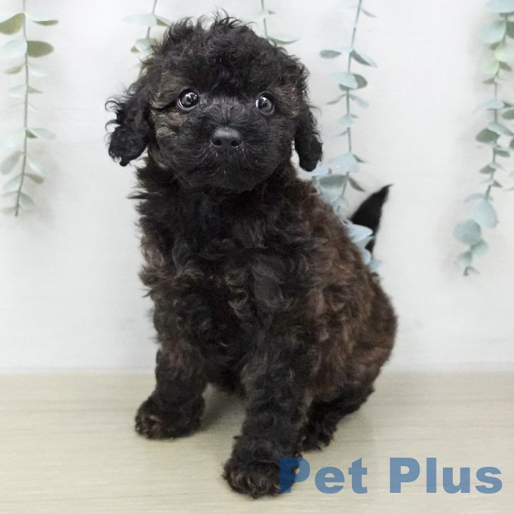 トイ・プードル