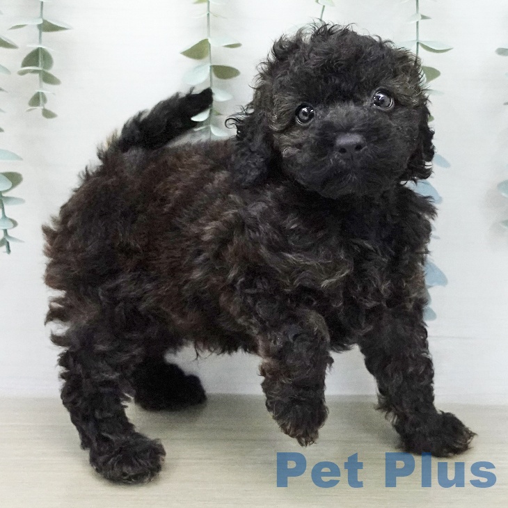 トイ・プードル