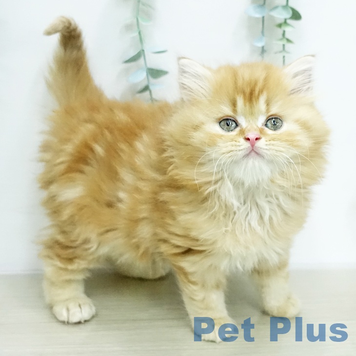 スコティッシュフォールド