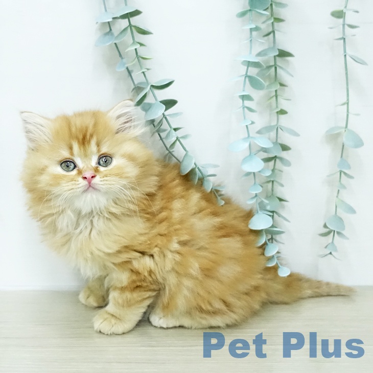 スコティッシュフォールドの写真2