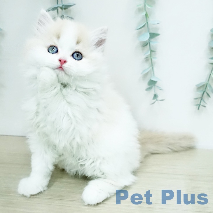 スコティッシュフォールド