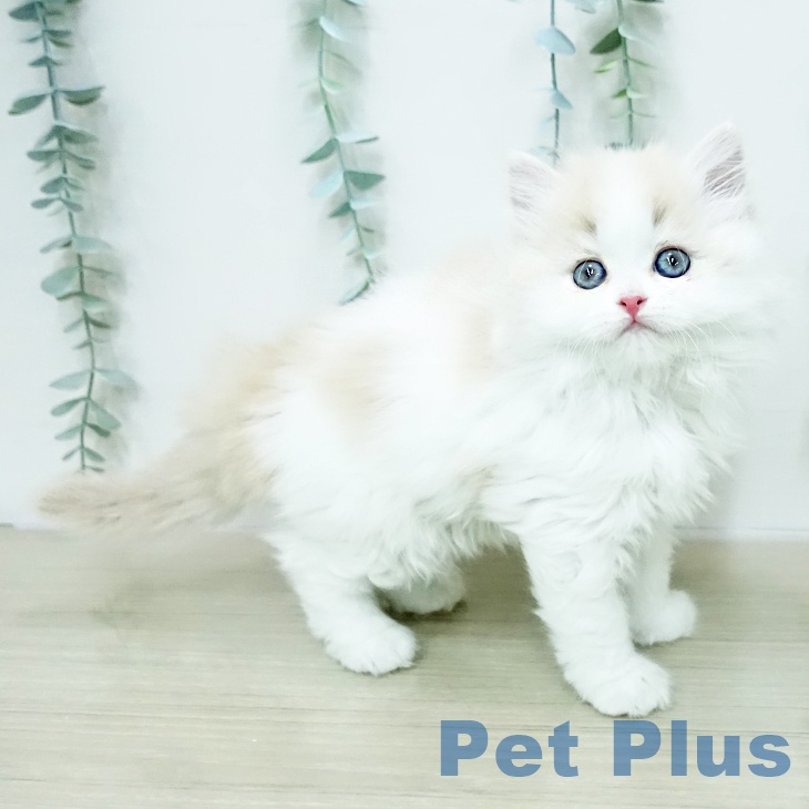 スコティッシュフォールドの写真2