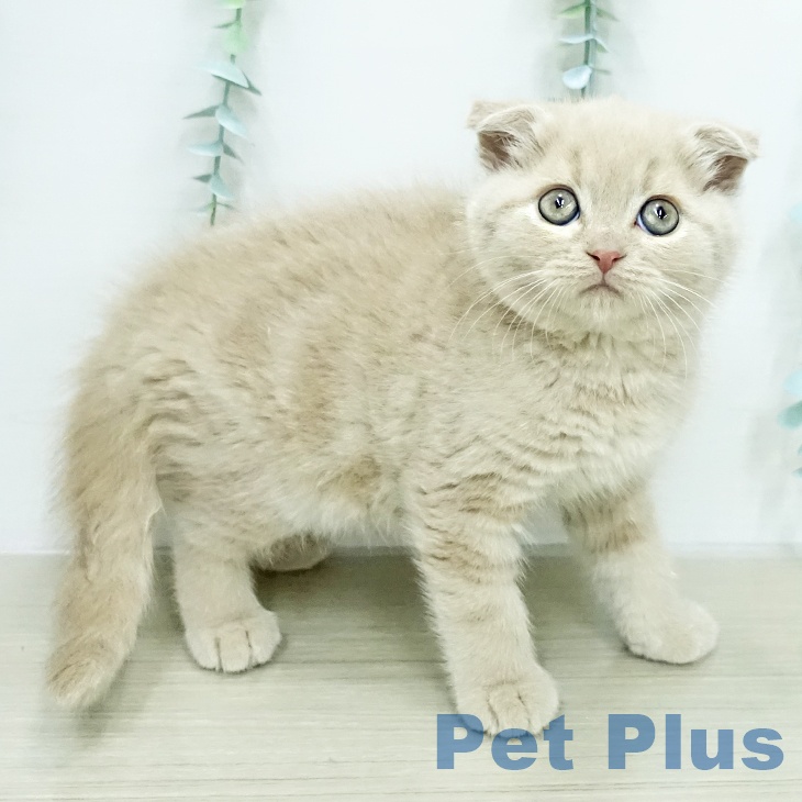 スコティッシュフォールド